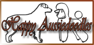 Happy Aussiedoodles